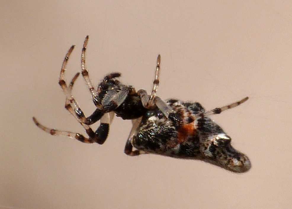 Cyclosa insulana - Palau (OT)